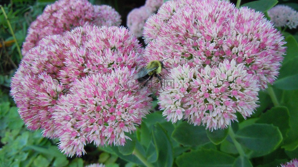 大黄蜂,蜜蜂,花