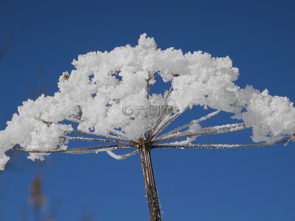 霜,花,hogweed