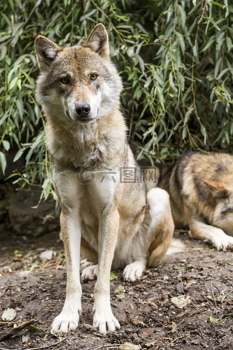 狼,犬红斑狼疮,欧洲狼