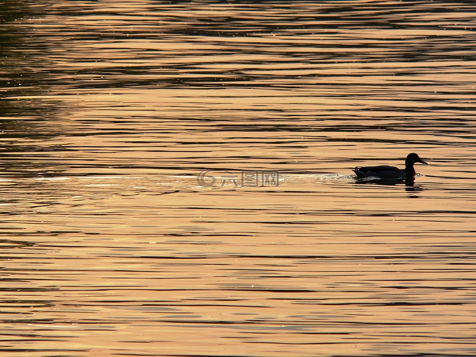 鸭,多瑙河,日落
