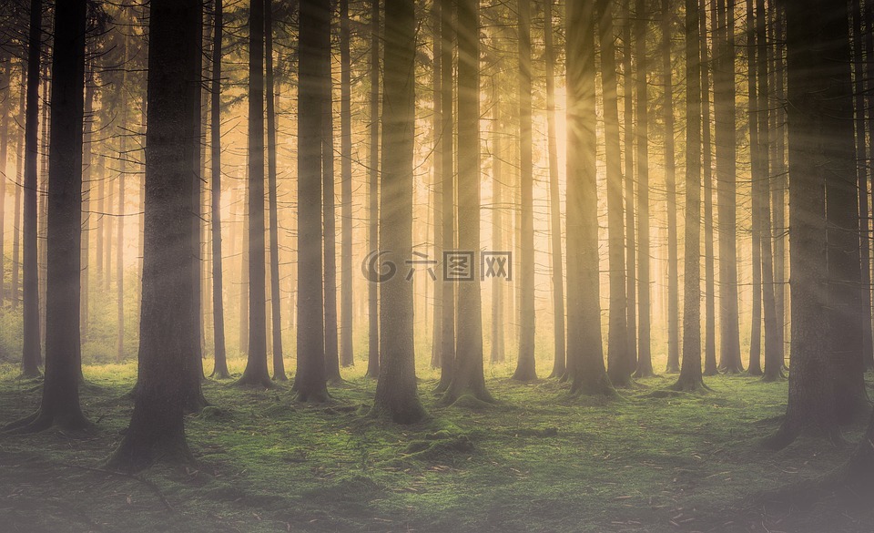 林,森林中的薄雾,太阳在森林里