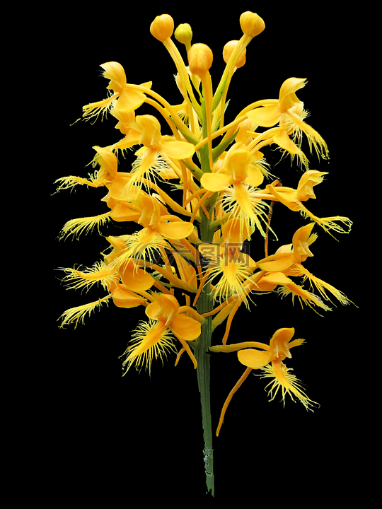 platanthera ciliaris,黄色的流苏的沼泽兰花,品钩的沼泽