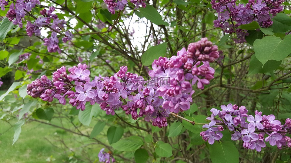 丁香,鲜花,紫色