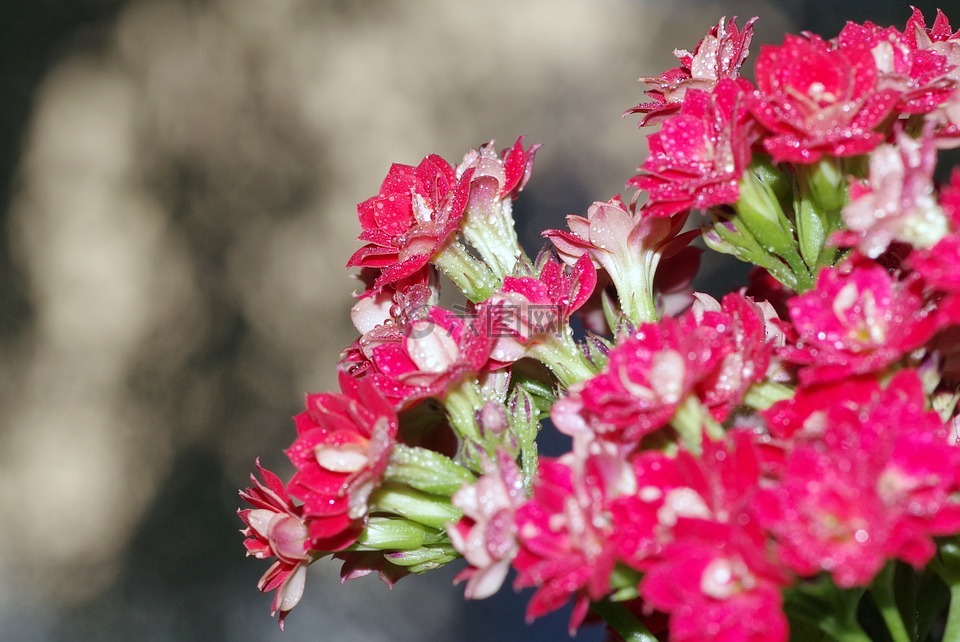 鲜花,波兹,karmazynowe