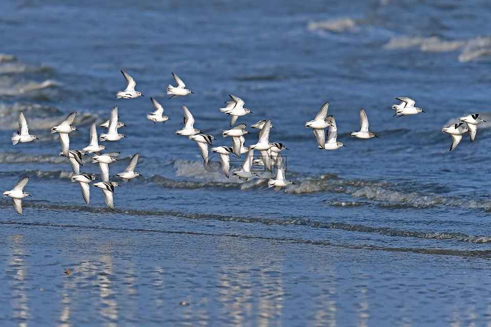 sanderlings,涉水,北海