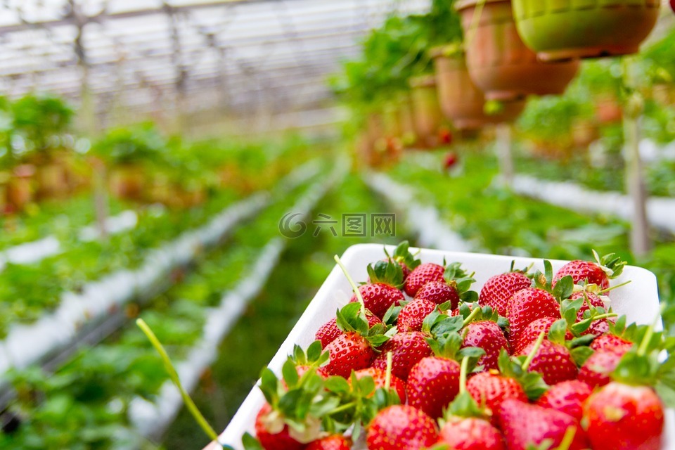 草莓,人工林,成长