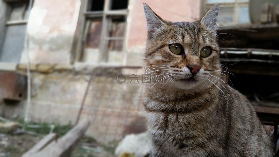 宠物,无家可归的人,猫