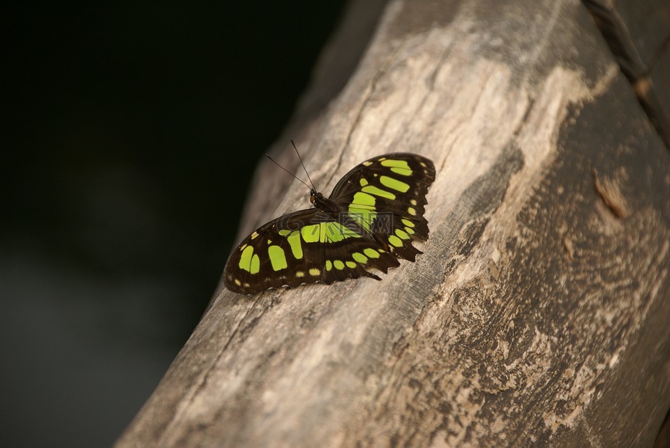 蝴蝶,绿色,黑
