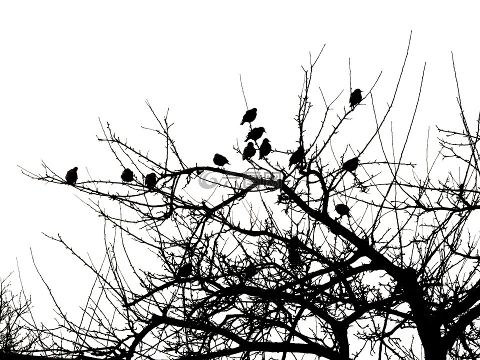 鸟,树,黑