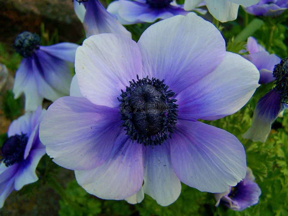 蓝色海葵,庭园,春天的花朵