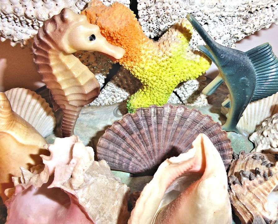 正宗的海贝壳,altantic海洋,饰品