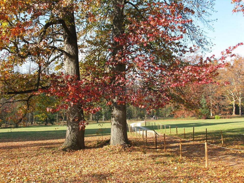 秋天的树木,秋天,秋