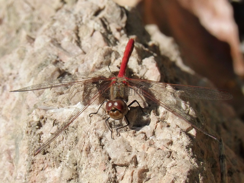 蜻蜓,红蜻蜓,赤蜻属striolatum