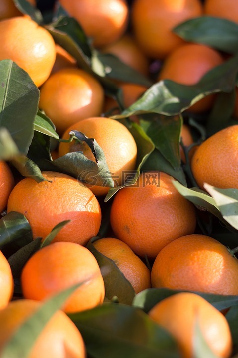 柑橘果实,普通话,克莱门汀
