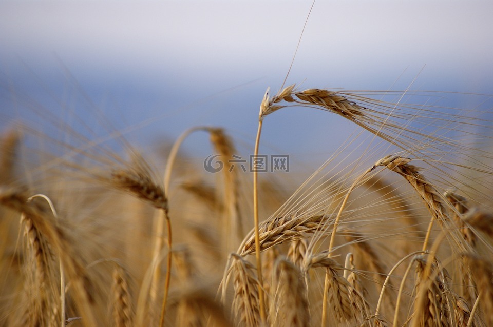小麦,成熟,收获