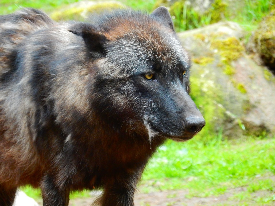狼,黑色,野生动物公园