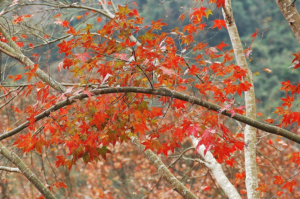 秋天树叶,秋,红色