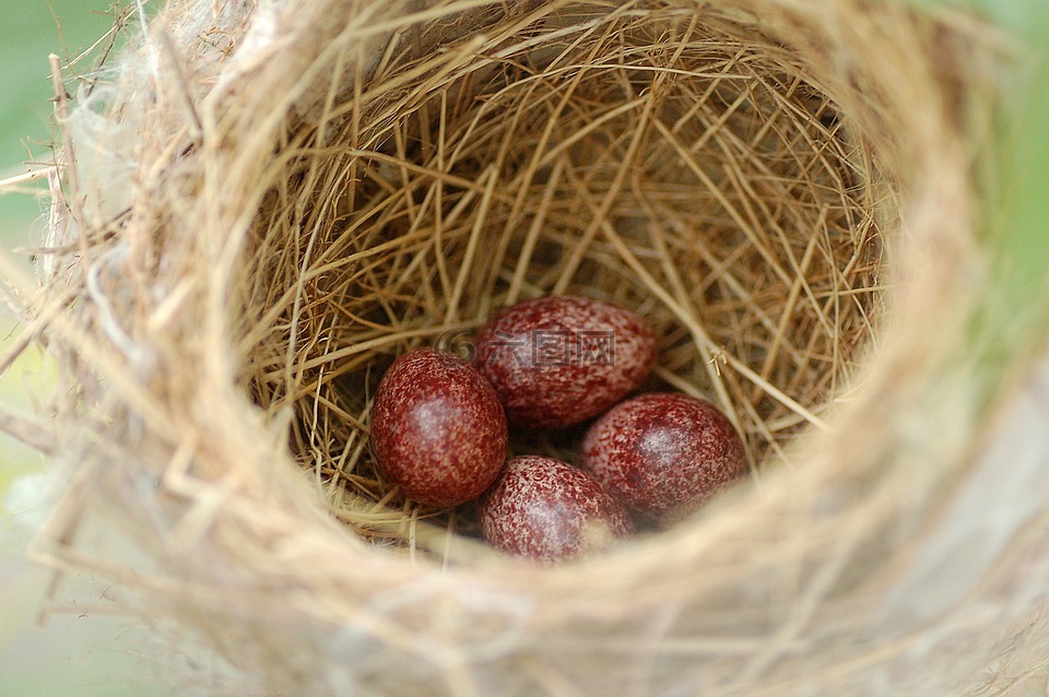 鸡蛋,巢,鸟