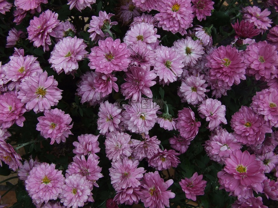 菊花,粉红色,花