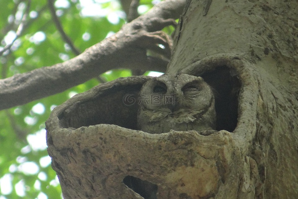 印第安角鸮,奥特斯 bakkamoena,猫头鹰