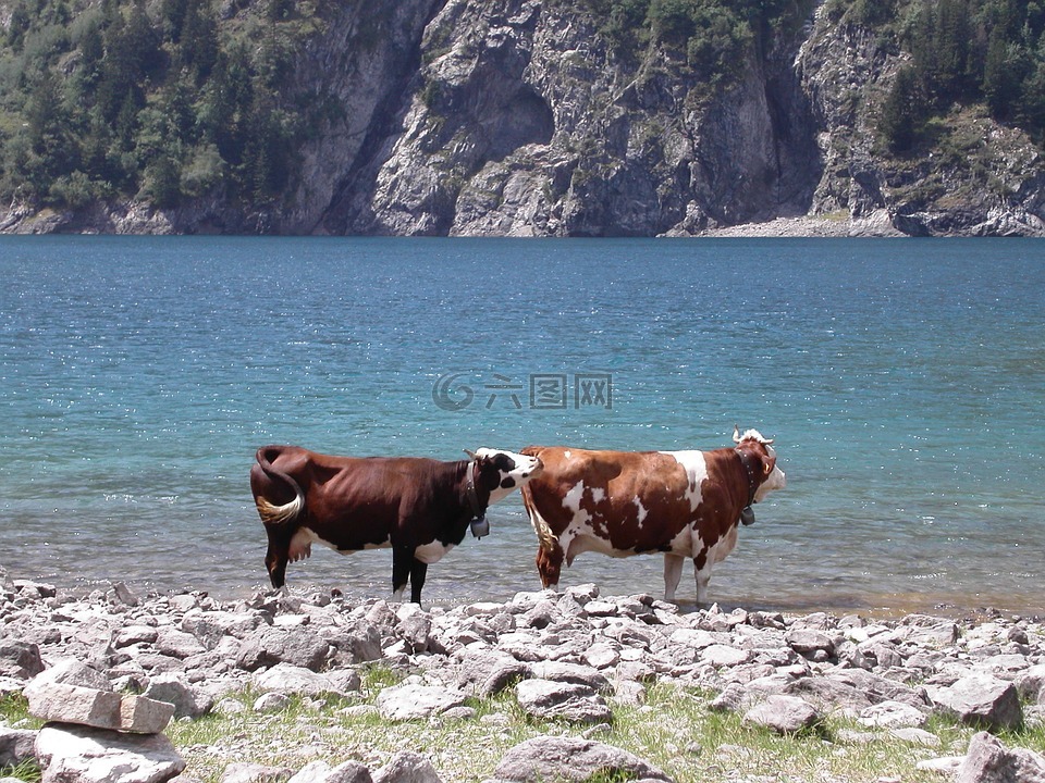 母牛,水,山