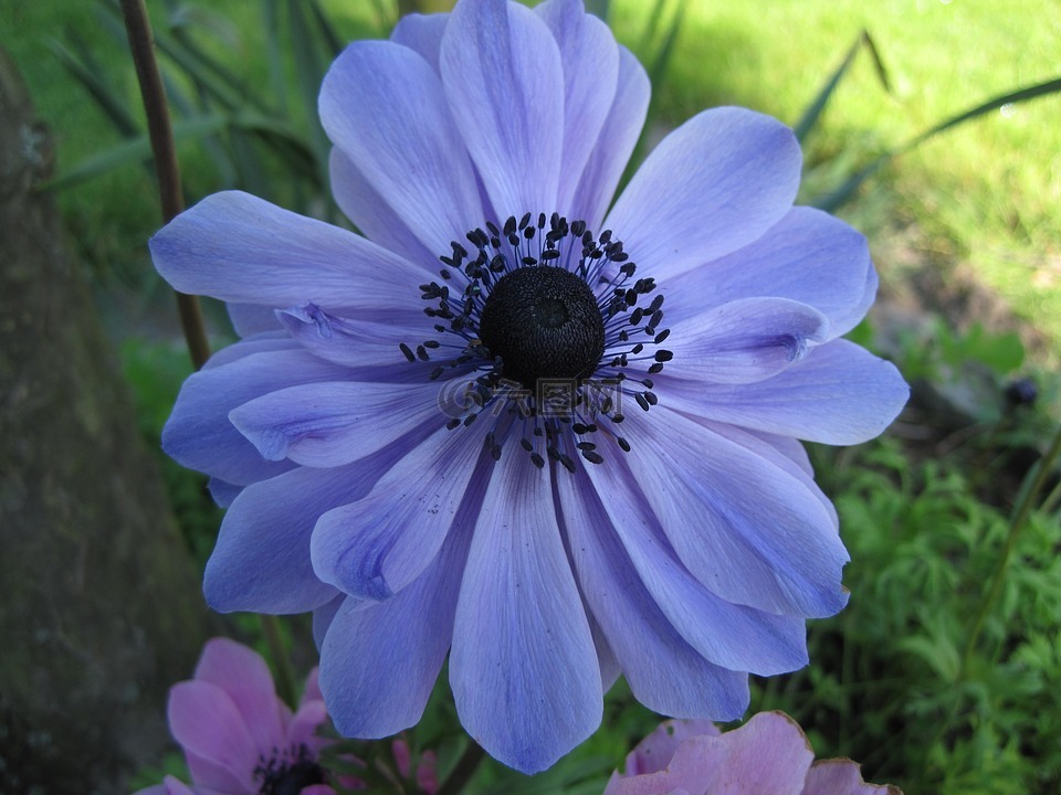花卉,蓝色,花园高清图库素材免费下载(图片编号:7437666)