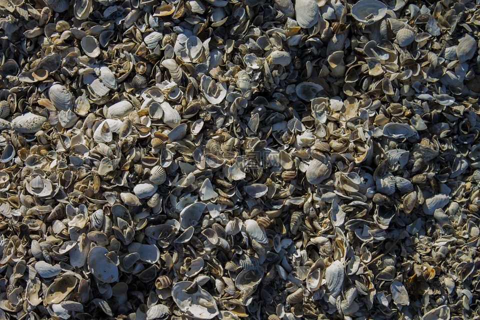 贝壳,海滩,外壳