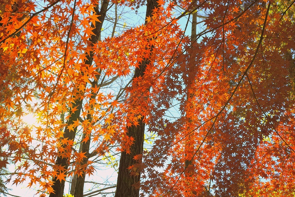 阳光,秋季,日本