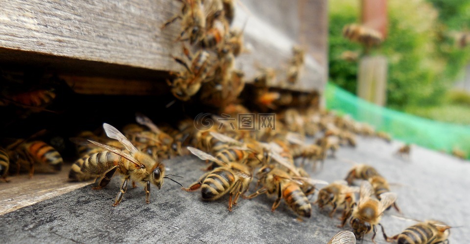 蜜蜂,蜂巢,蜂箱