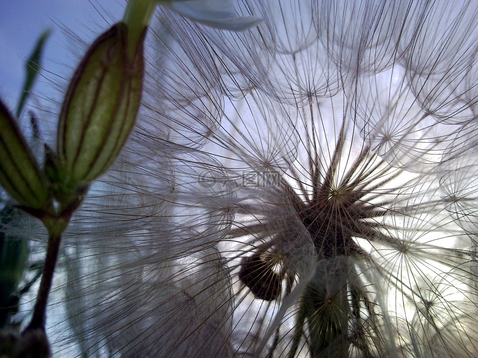 花,蒲公英,场