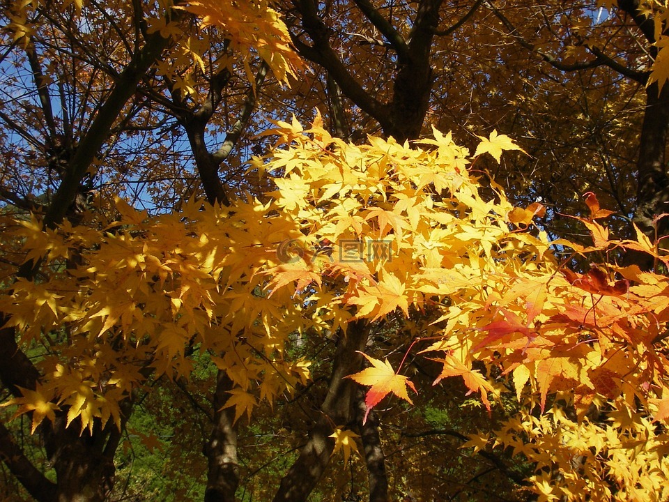 秋季树叶,秋季,日本的秋天