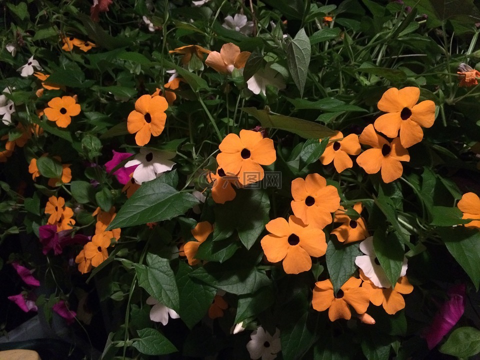 黑眼苏珊藤,橙花,花园