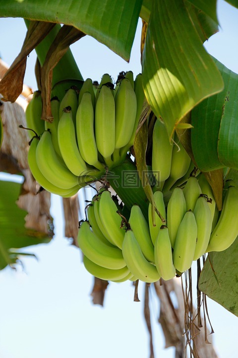 灌木,香蕉,香蕉植物