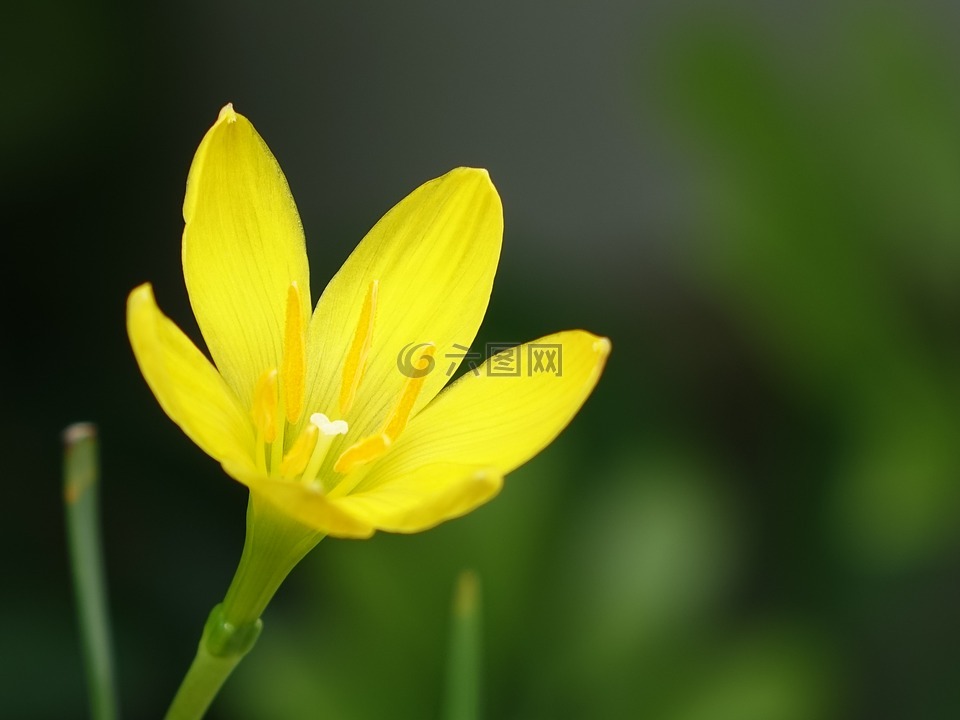 花,葱蘭,黃色小花