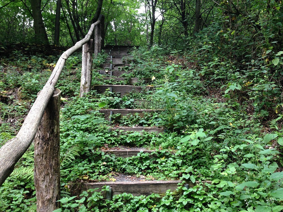 森林,楼梯,森林里的楼梯
