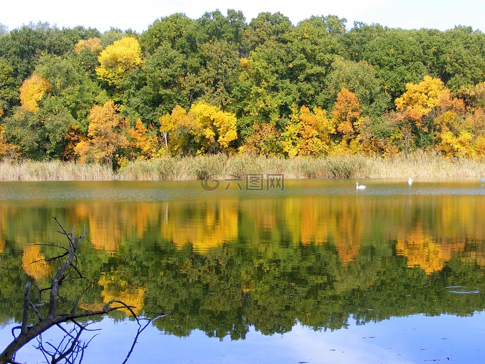 秋天,景观,湖