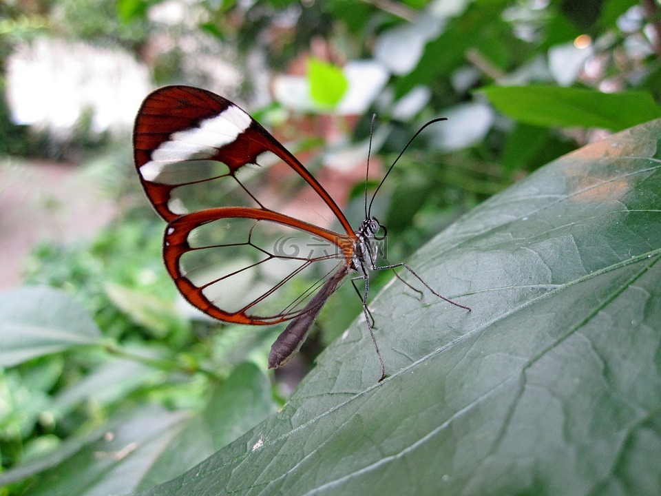 蝴蝶,玻璃翼蝴蝶,haetera piera