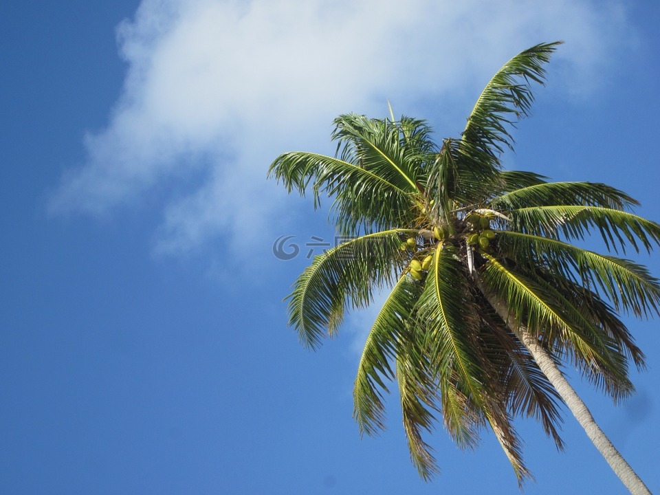 椰子,加勒比海,天空