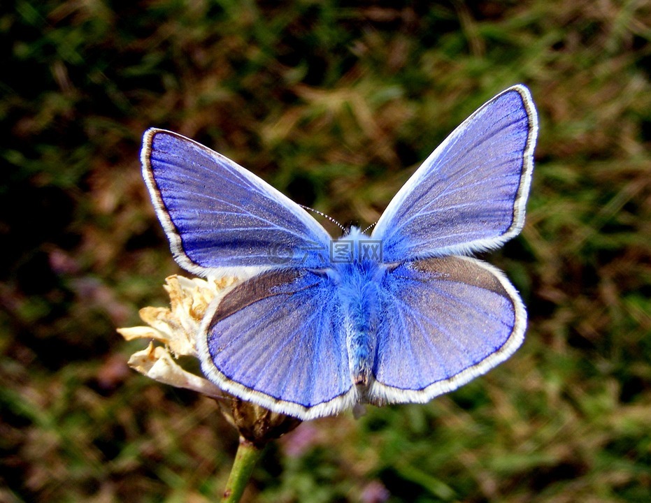 蝴蝶,蓝色,花卉