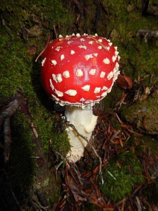 鹅膏菌,红色鹅膏菌蘑菇,性质