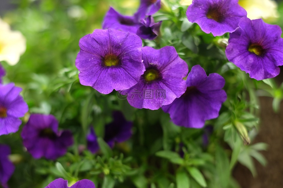 紫色的花朵,紫色,绿色