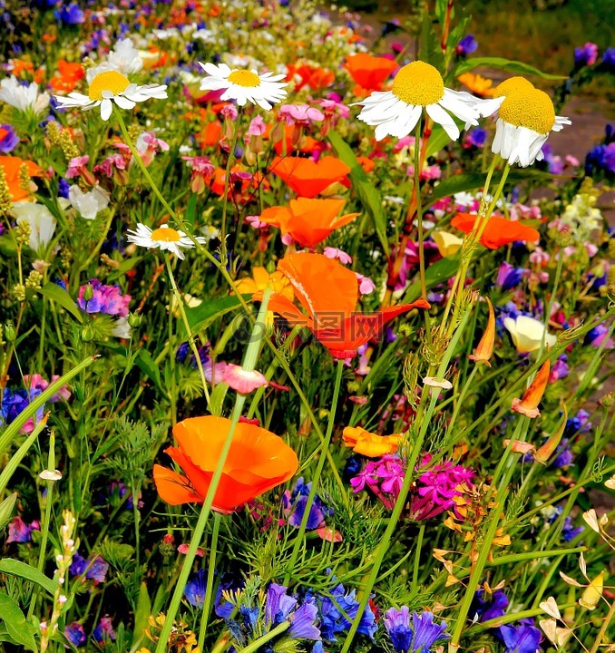七彩花朵,野生花卉,花园