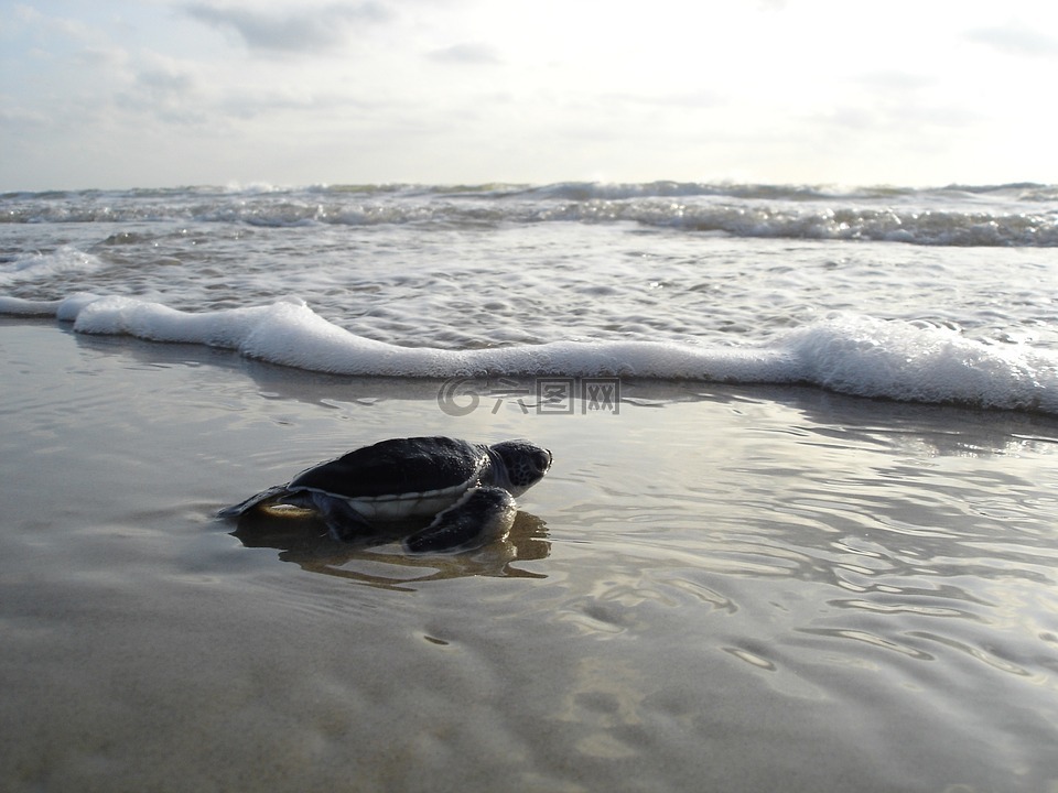 绿海龟,孵出幼体,海滩