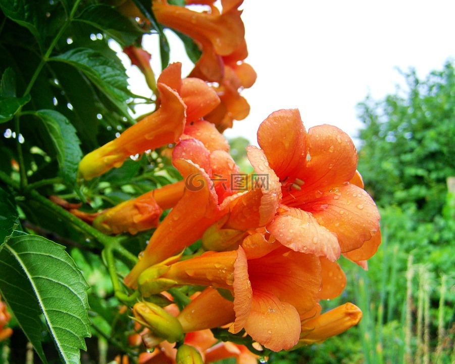 小号 folyondár,橙色攀爬植物,花园