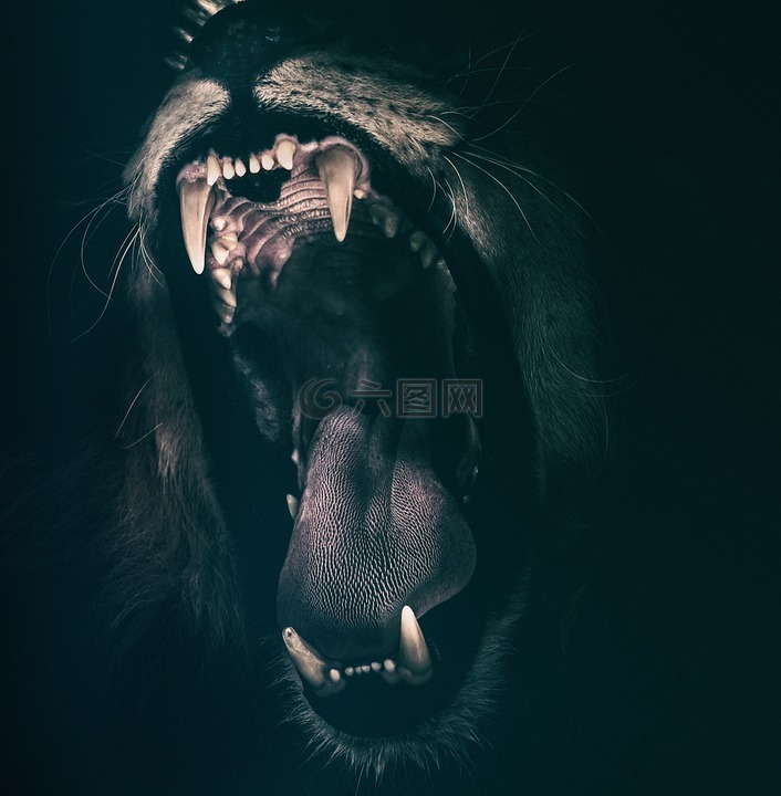 狮子,牙齿,轰鸣声