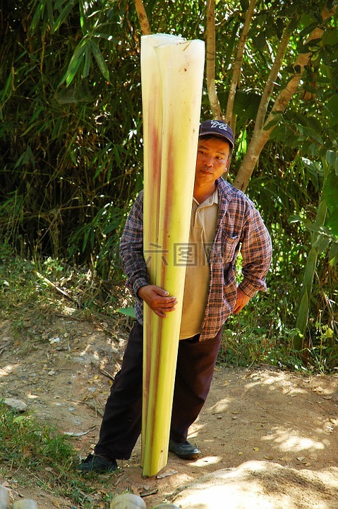 农业工作者,香蕉根,泰国