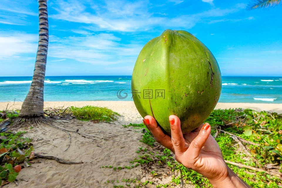 椰子,海滩,夏季