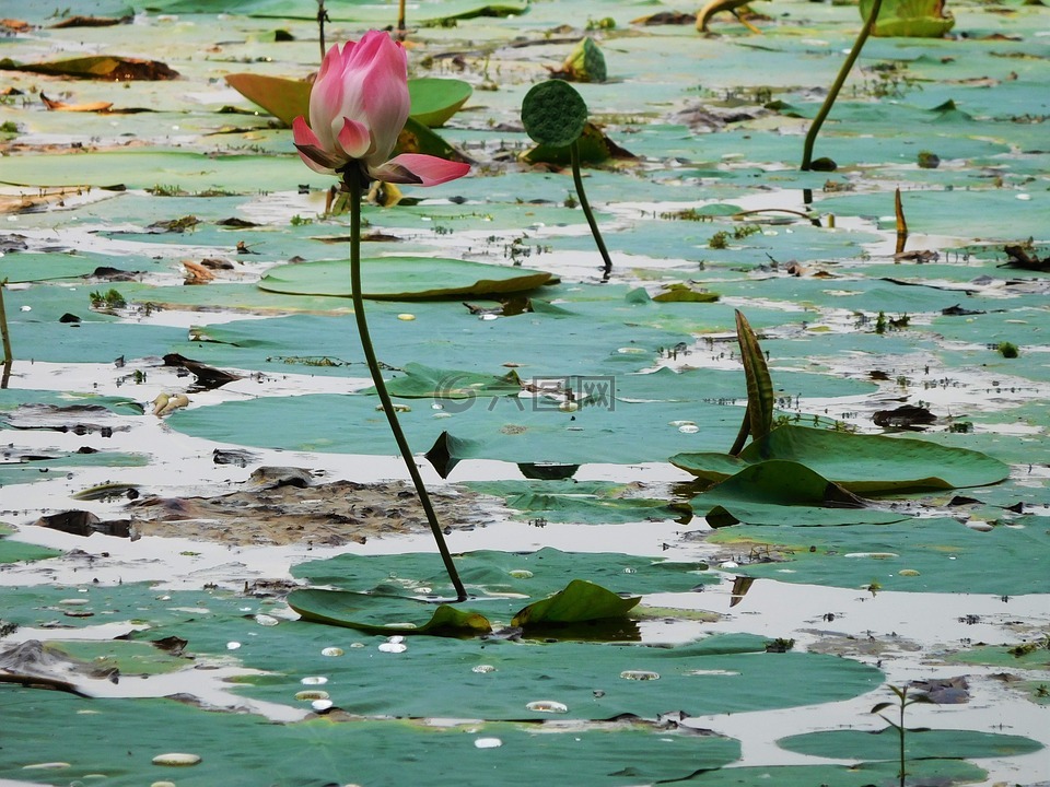 莲花,湖,绿色