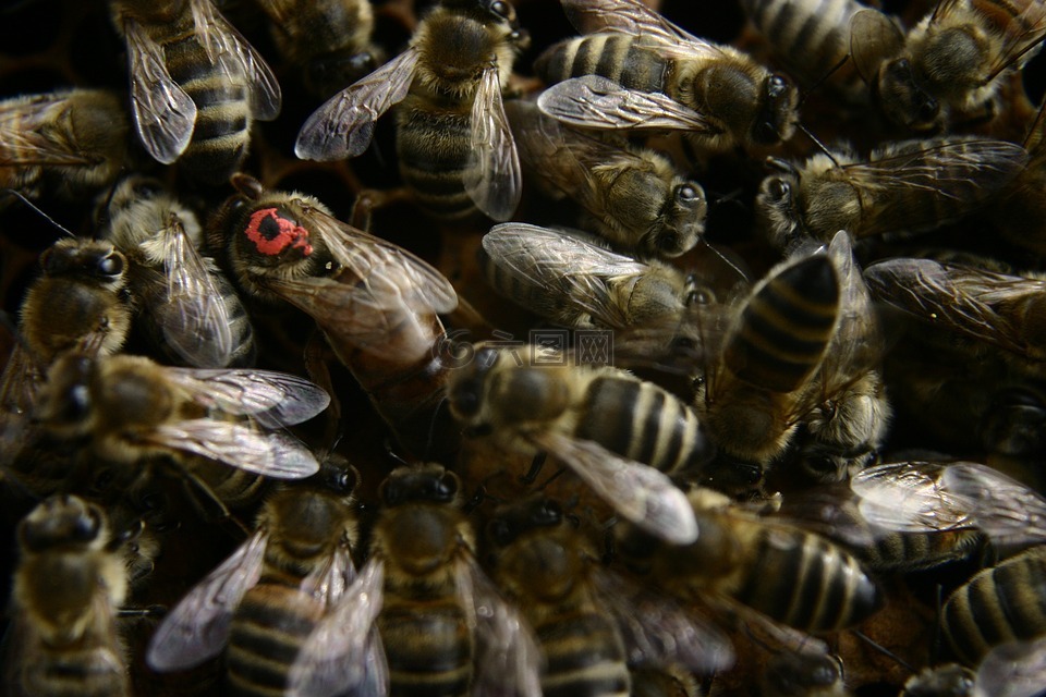 女王蜂,蜜蜂,养蜂业