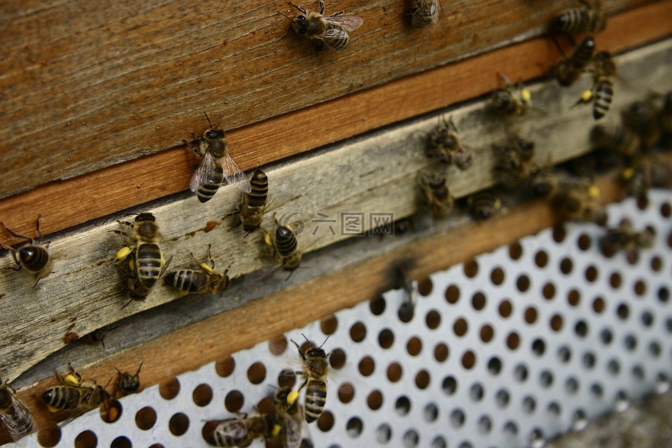蜜蜂,花粉,花粉的内裤